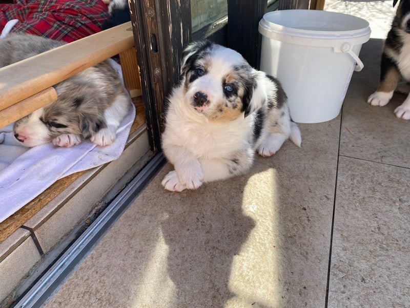 bildhübsche Border Collie - Australian Shepherd Mix Welpen