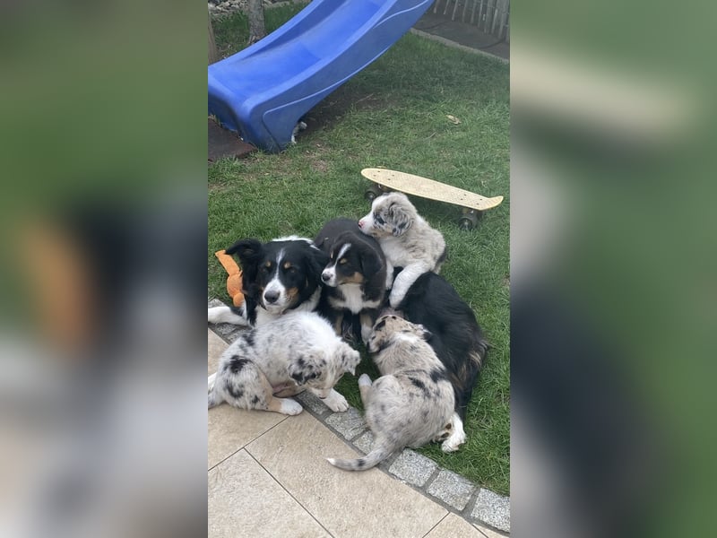 bildhübsche Border Collie - Australian Shepherd Mix Welpen