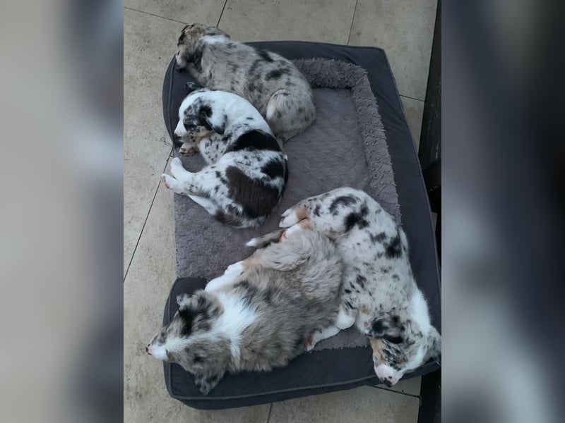 bildhübsche Border Collie - Australian Shepherd Mix Welpen