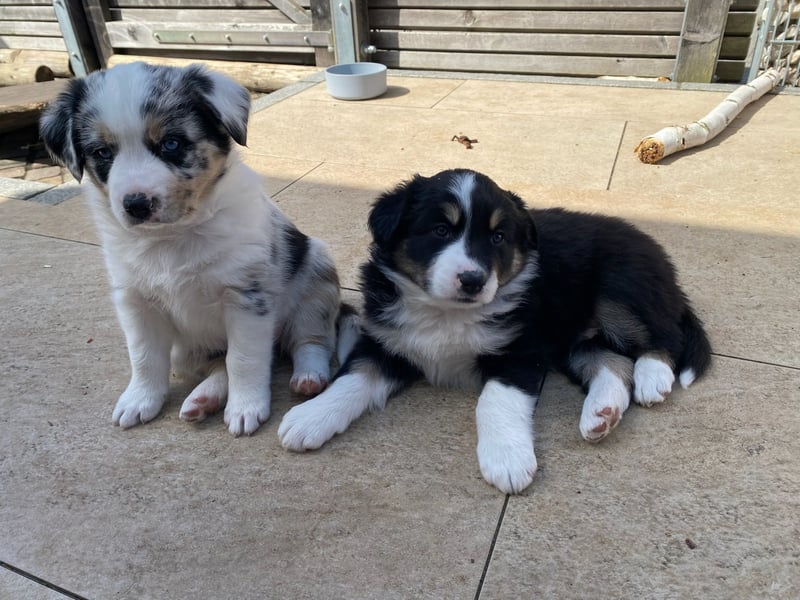 bildhübsche Border Collie - Australian Shepherd Mix Welpen