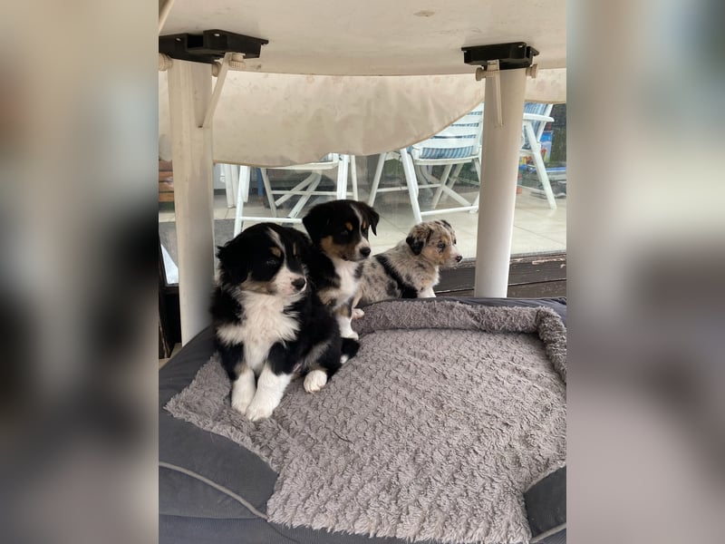 bildhübsche Border Collie - Australian Shepherd Mix Welpen