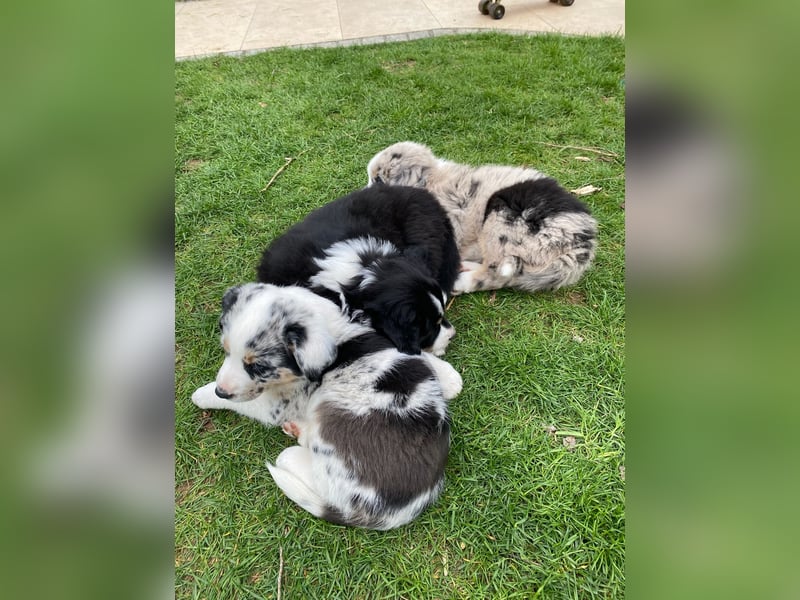 bildhübsche Border Collie - Australian Shepherd Mix Welpen
