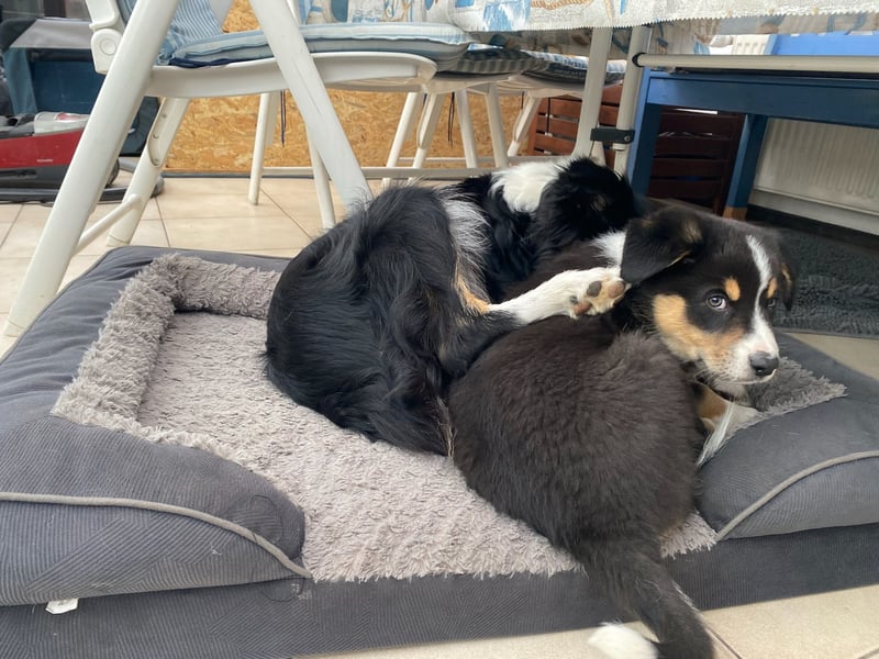 bildhübsche Border Collie - Australian Shepherd Mix Welpen