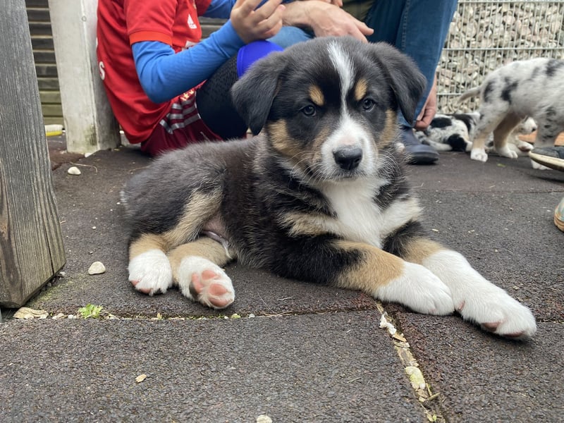 bildhübsche Border Collie - Australian Shepherd Mix Welpen
