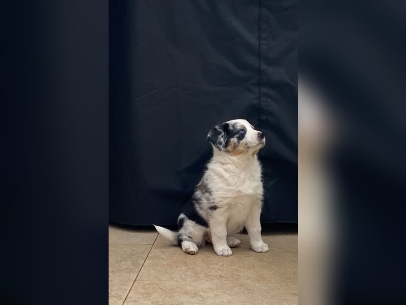 bildhübsche Border Collie - Australian Shepherd Mix Welpen
