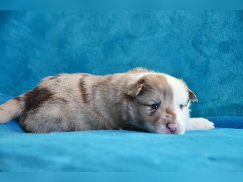 Reinrassige Border Collie Welpen in wunderschönen Farben
