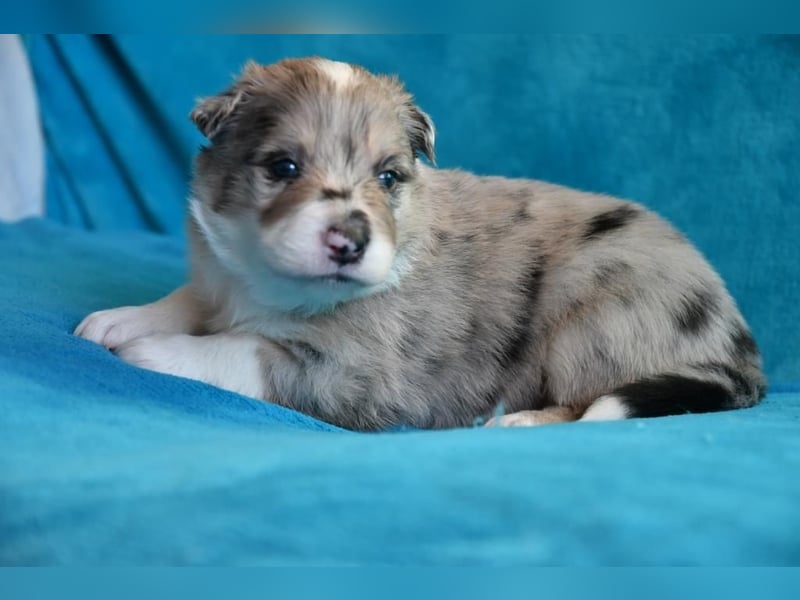 Reinrassige Border Collie Welpen in wunderschönen Farben