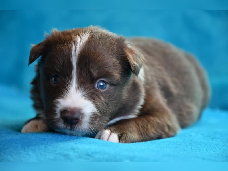 Reinrassige Border Collie Welpen in wunderschönen Farben