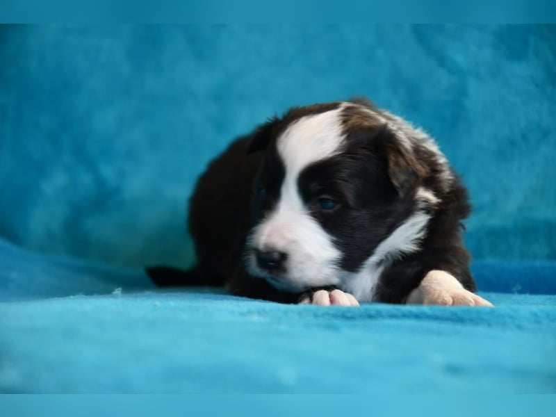 Reinrassige Border Collie Welpen in wunderschönen Farben