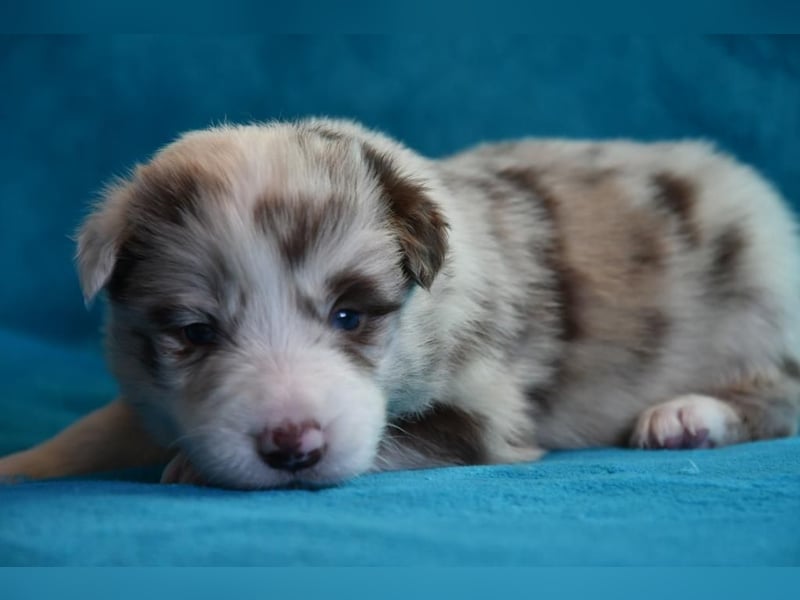 Reinrassige Border Collie Welpen in wunderschönen Farben
