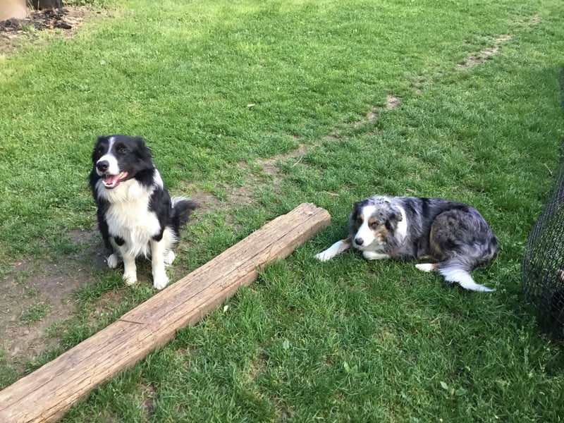 Schöne Border Collies
