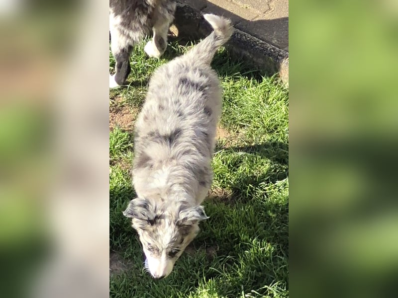 Border Collie Welpen