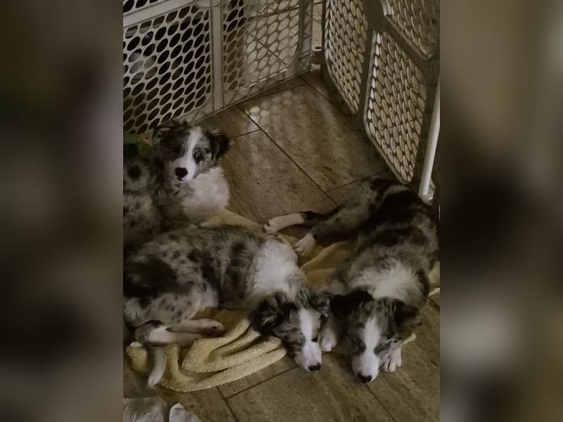 Border Collie Welpen