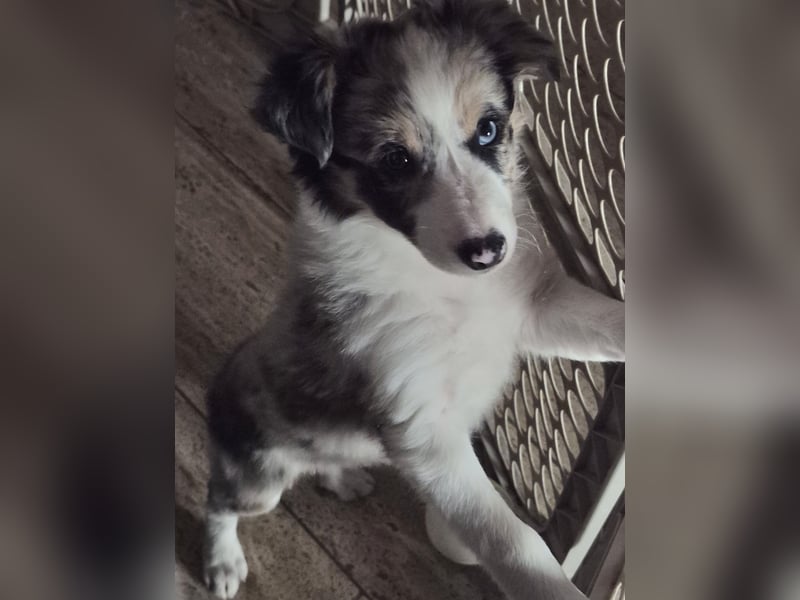 Border Collie Welpen