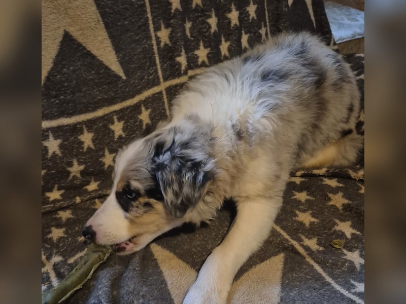 Border Collie Welpen