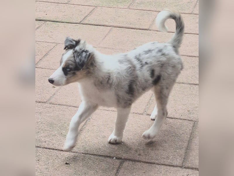 Border Collie Welpen