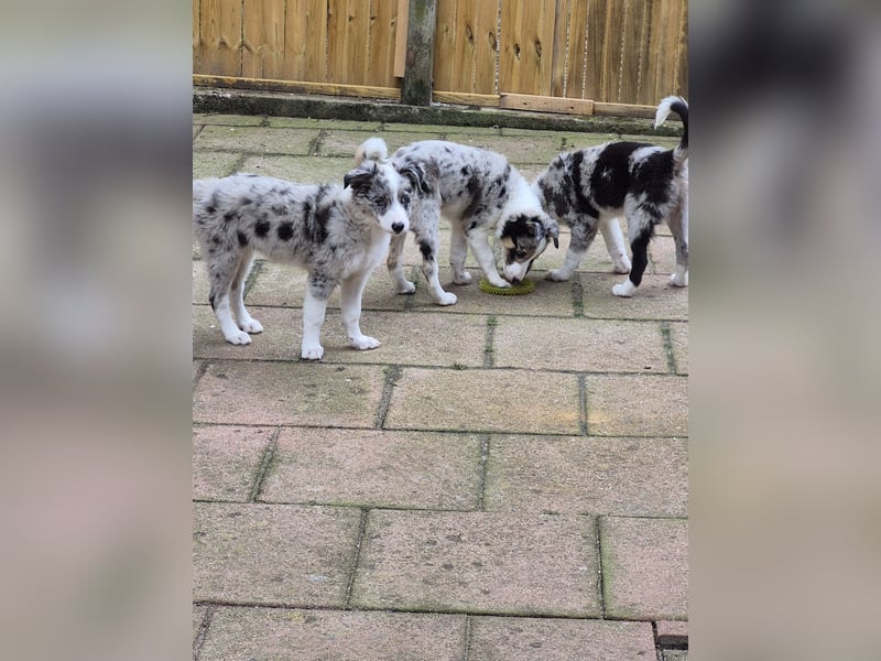 Border Collie Welpen