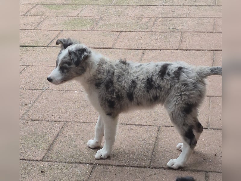 Border Collie Welpen