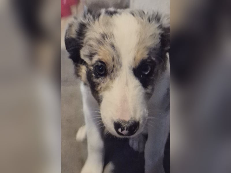 Border Collie Welpen