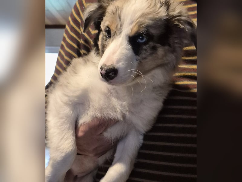 Border Collie Welpen