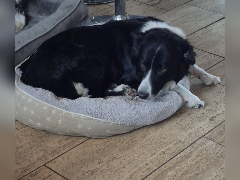Border Collie Welpen
