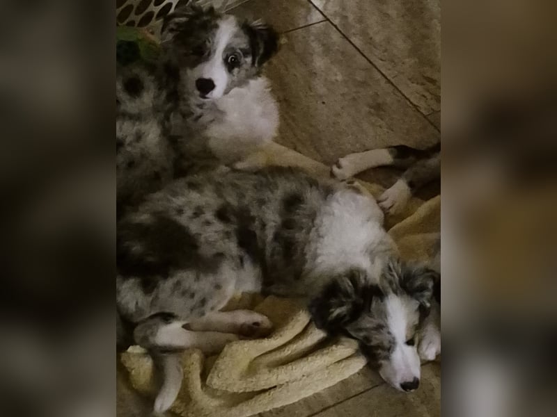 Border Collie Welpen