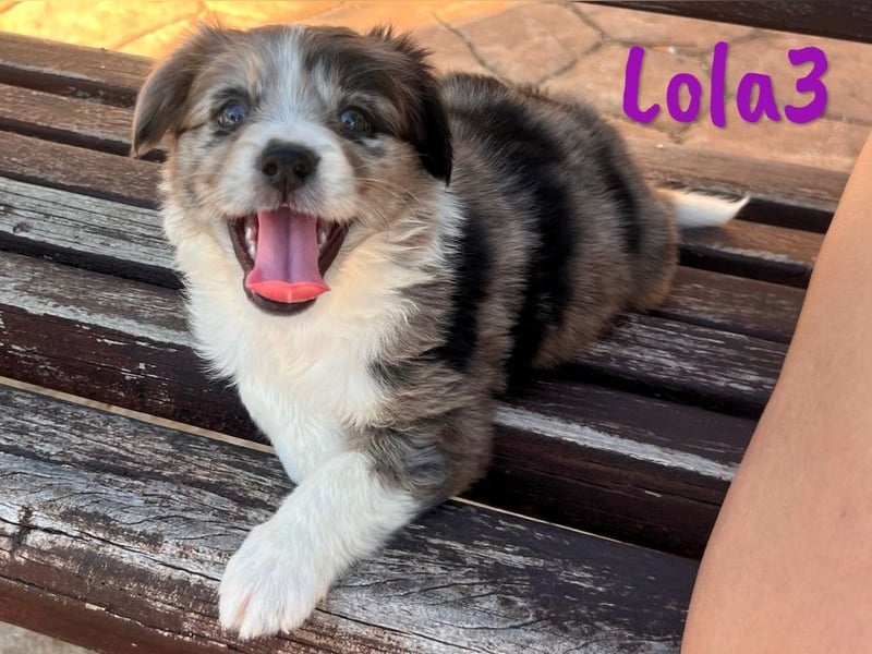 Lola3 geb. 05/2025 (ESP) - clevere Border-Collie-Mix Welpin!
