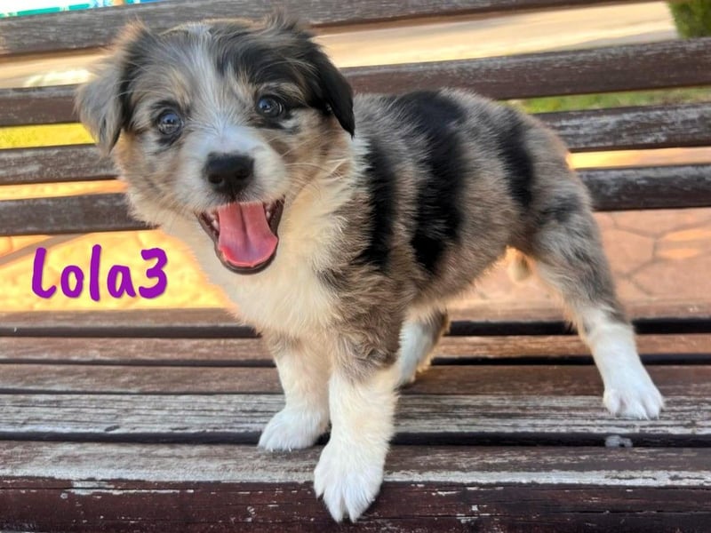 Lola3 geb. 05/2025 (ESP) - clevere Border-Collie-Mix Welpin!