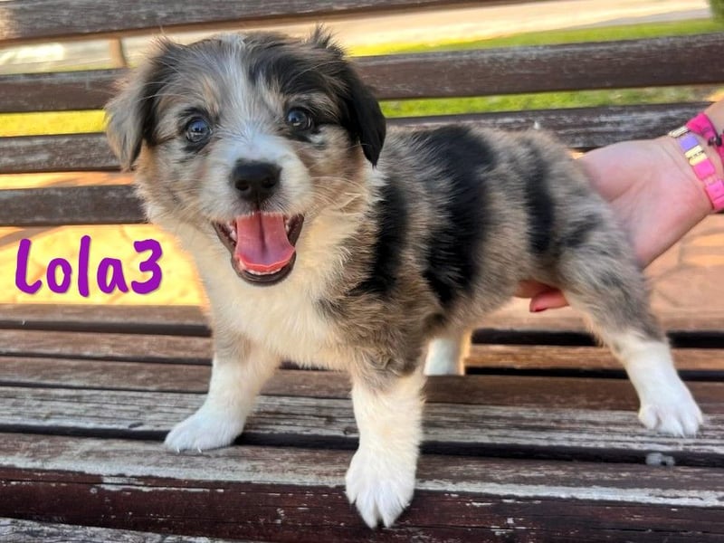 Lola3 geb. 05/2025 (ESP) - clevere Border-Collie-Mix Welpin!