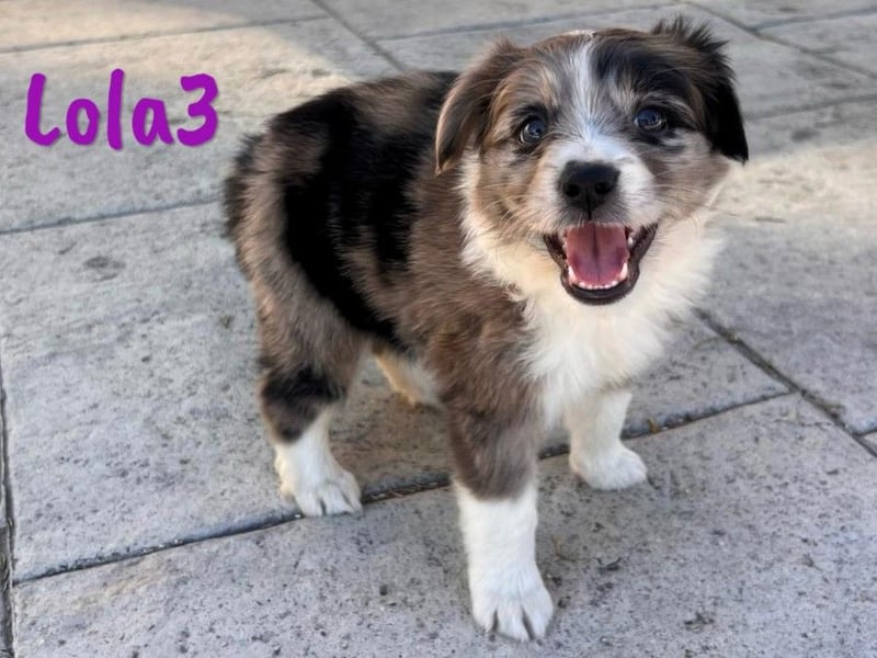 Lola3 geb. 05/2025 (ESP) - clevere Border-Collie-Mix Welpin!