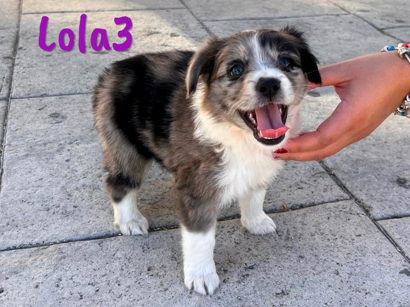 Lola3 geb. 05/2025 (ESP) - clevere Border-Collie-Mix Welpin!