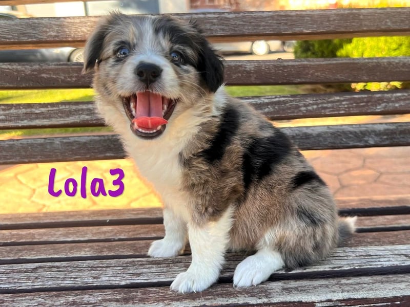 Lola3 geb. 05/2025 (ESP) - clevere Border-Collie-Mix Welpin!