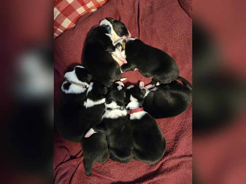 Border Collie Welpen abzugeben
