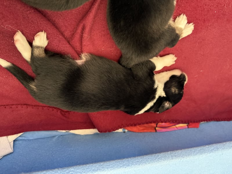 Border Collie Welpen abzugeben