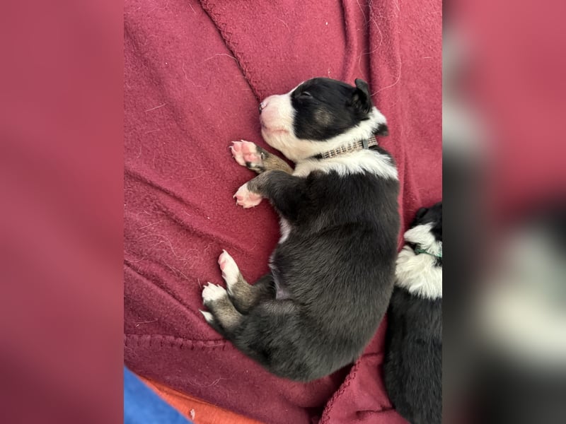 Border Collie Welpen abzugeben