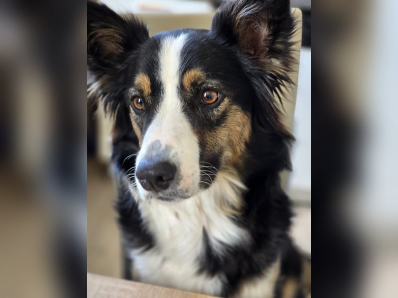Border Collie Welpen abzugeben