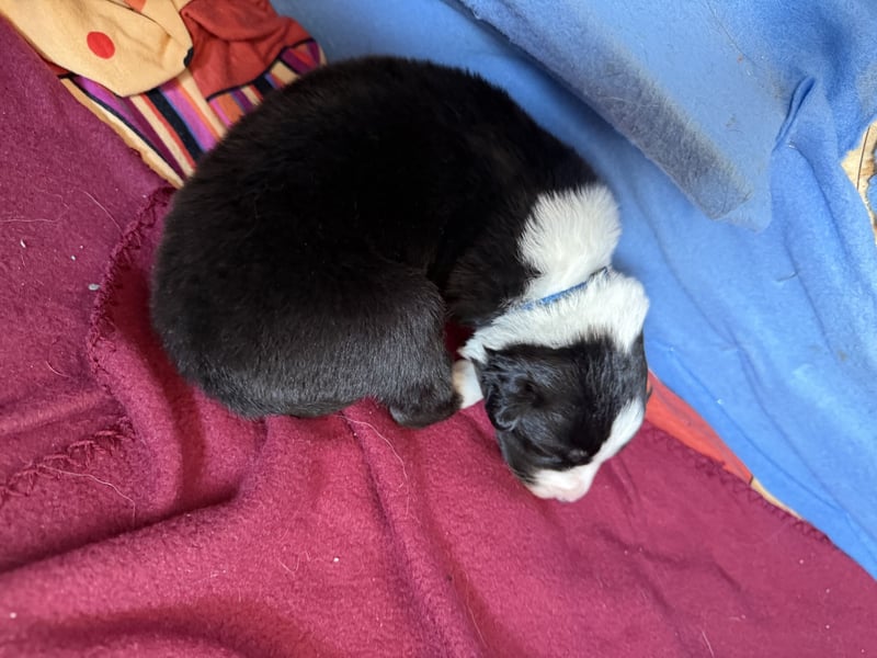 Border Collie Welpen abzugeben