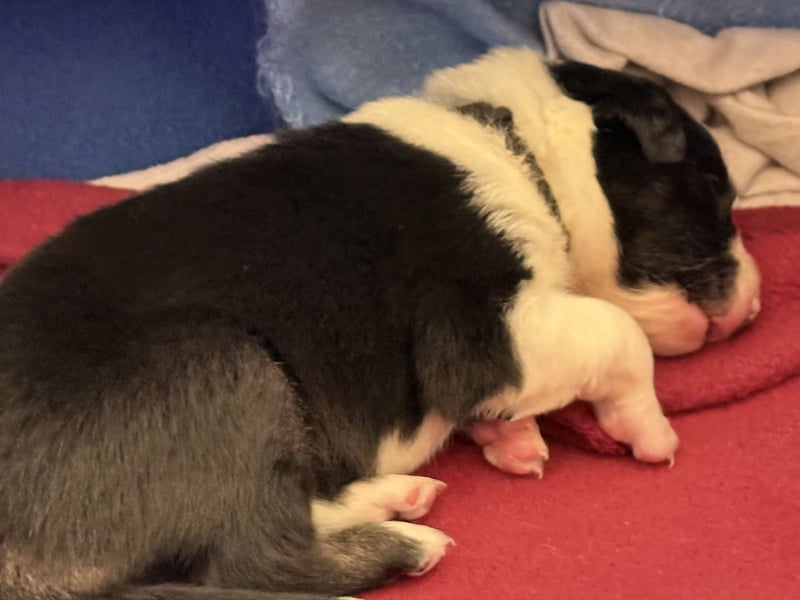 Border Collie Welpen abzugeben