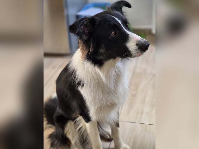 Border Collie Welpen abzugeben