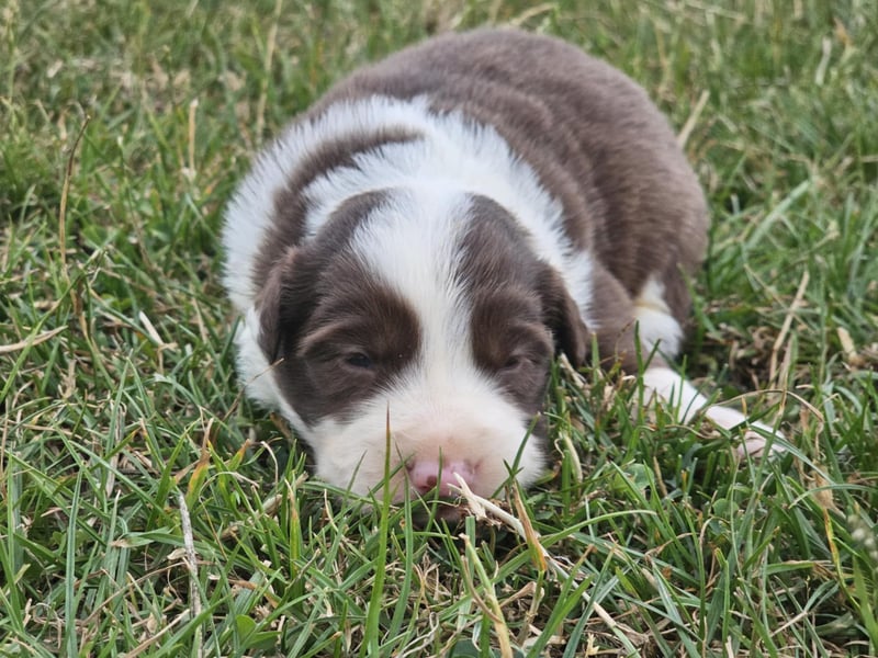 Border Collie Welpen