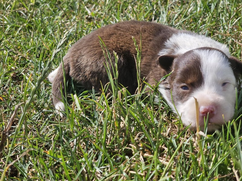 Border Collie Welpen