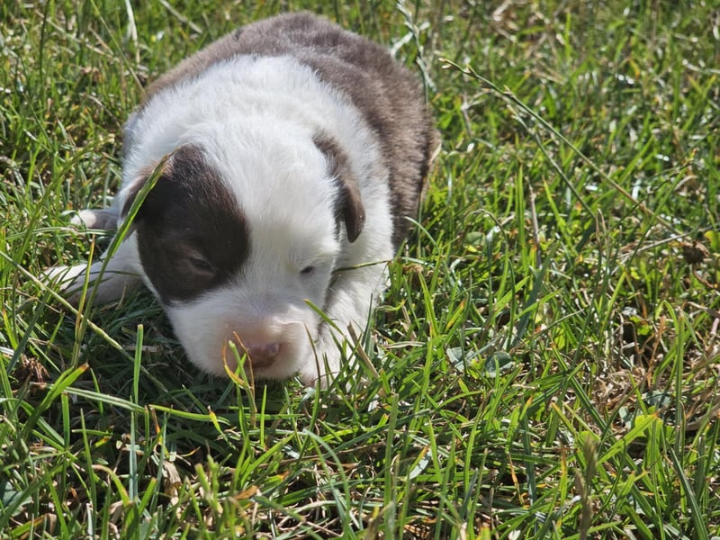 Border Collie Welpen