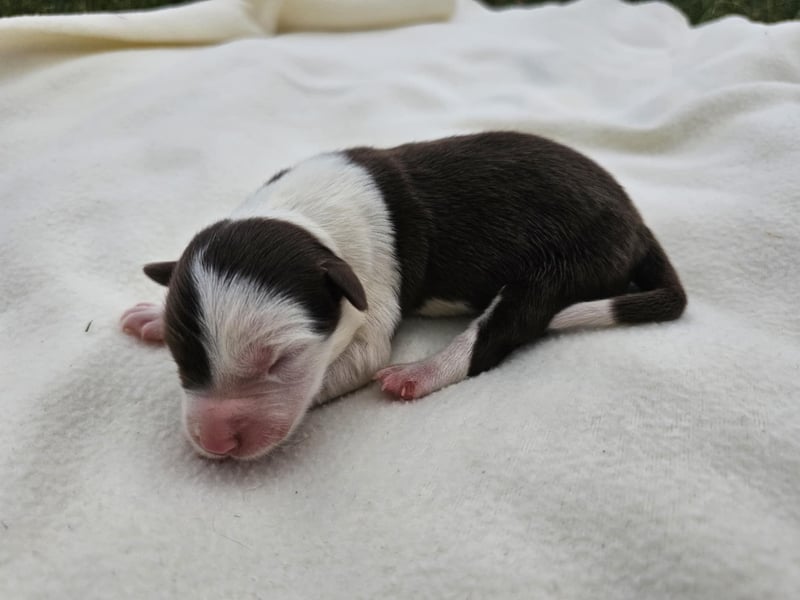 Border Collie Welpen