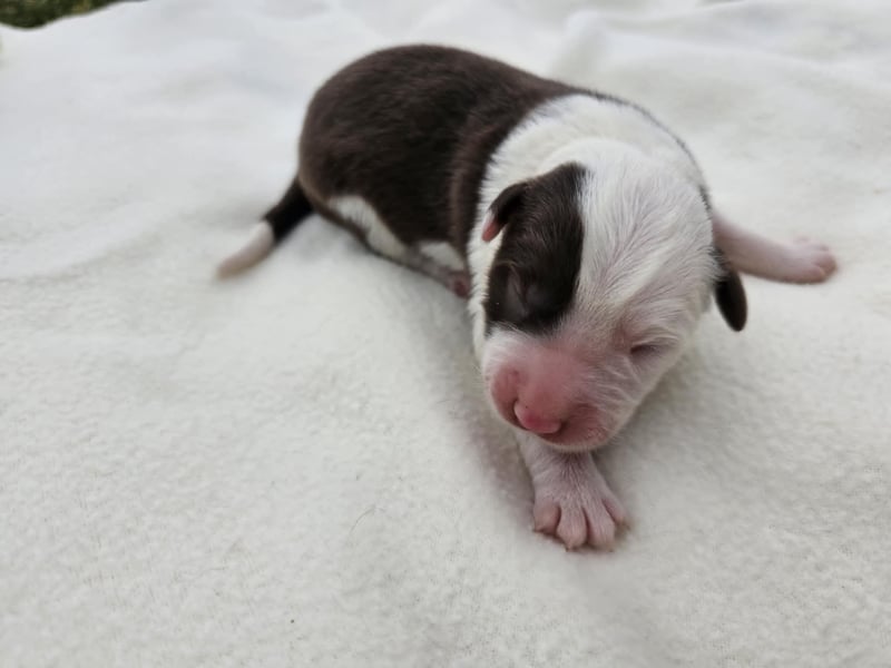 Border Collie Welpen