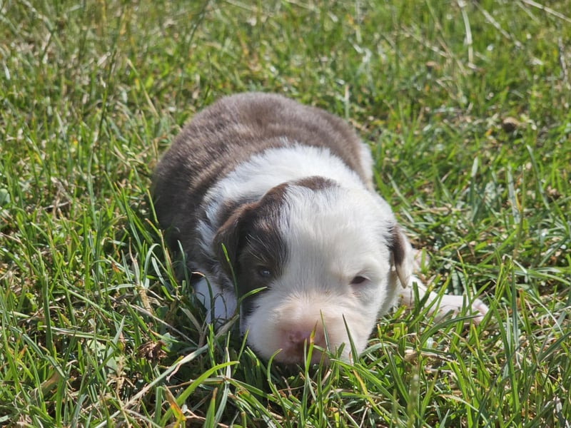 Border Collie Welpen