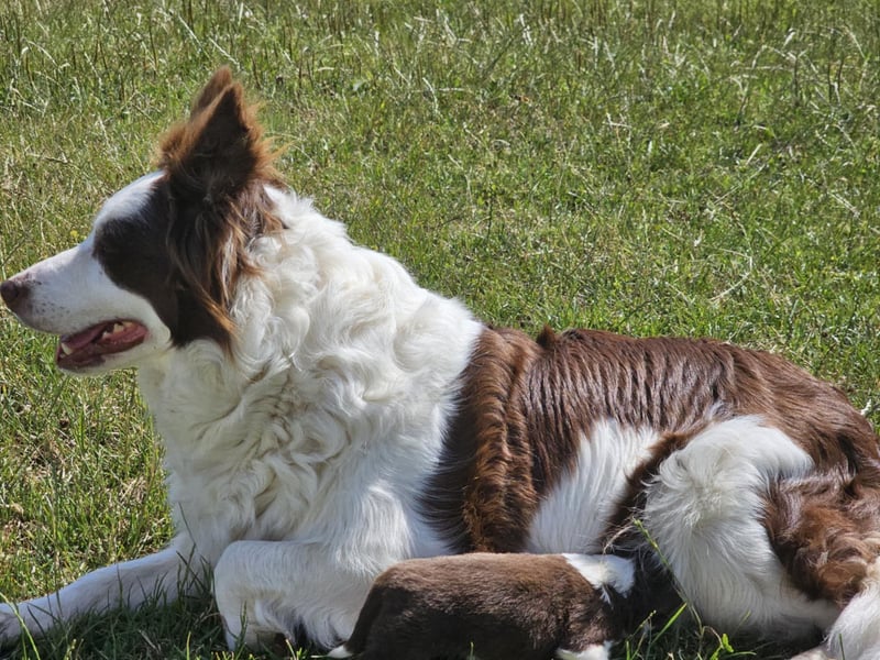 Border Collie Welpen
