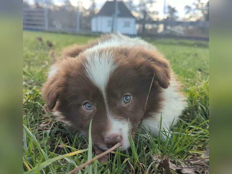 Border Collie Welpen