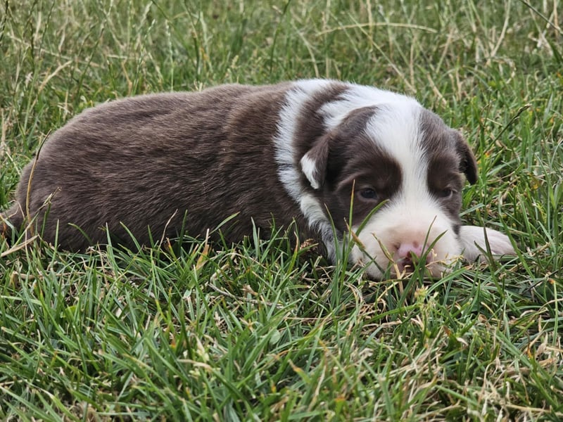 Border Collie Welpen