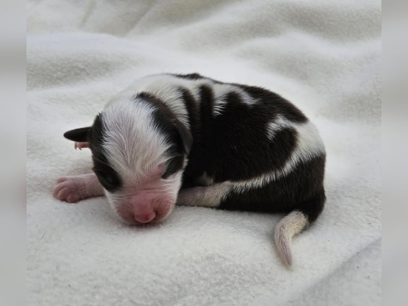 Border Collie Welpen