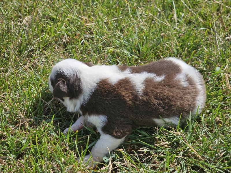 Border Collie Welpen